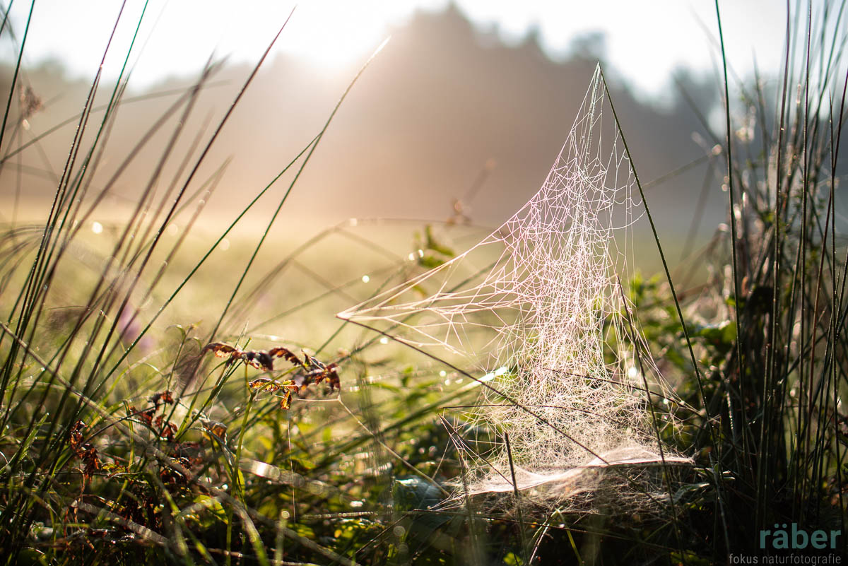 Spinnennetz im Gegenlicht, Adetswil September 2016