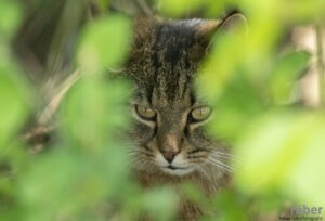 Katzenfotografie - Katze auf der Jagd - Wald Hittnau, 22.04.2020