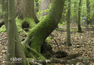 Im Hintergrund ein dicker Baum, im Vordergrund besondere Formen und rechts die Abstufung in einer Reihe. Schön!