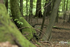 Sich bewegen, die Motive aus einem anderen Blickwinkel betrachten. Unser Wald ist voller natürlicher Bildkompositionen.