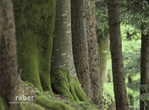 In Reih und Glied. Unser Auge darf Vielfalt im Wald entdecken.