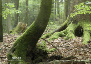 Dieser krumm gewachsene Baum habe ich aus verschiedenen Blickwinkeln betrachtet und fotografiert.
