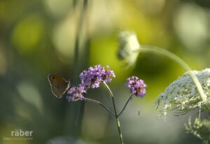 Ein Besuch am frühen Abend im heimischen Garten: Grosses Ochsenauge