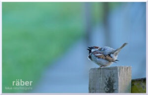 Spatzen sind gerne im Garten und darum auch immer mal wieder ein Fotomotiv