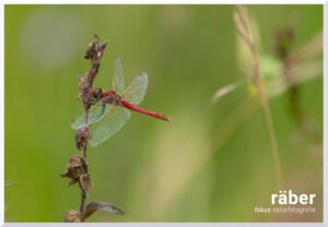 Naturfotografie in der nahegelegenen Region - Heidelibelle