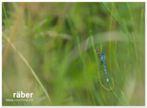 Insektenfotografie: Helm Azurjungfer im Schilff