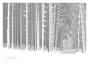 Waldfotografie: Winterwald in Bäretswil