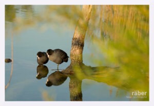 Ein Blässhuhnpärchen am Pfäffikersee