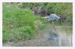 Vogelfotografie: Ein Fischreiher auf der Jagd