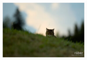 Tierfotografie: Katze auf der Jagd und in der Dämmerung