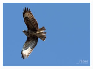 Naturfotografie im Zürcher Oberland: Raubvogel Mäusebussard