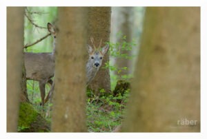 Tierfotografie, Rehfotografie im Zürcher Oberland
