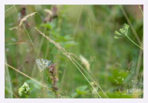 Insektenfotografie: Ein Schachbrettfalter Schmetterling