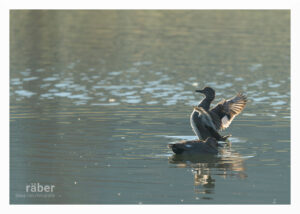 Fokus Naturfotografie: Schnatterenten in Bäretswil