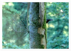 Hallo, wer bist du denn? Schwarzspecht, der sich zu recht beobachtet fühlt.