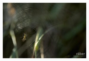 Insektenfotografie: Eine Spinne mit ihrem Netz im Gegenlicht der Sonne