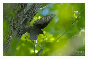 Vogelfotografie: Ein Star verlässt sein Nest und geht auf Nahrungssuche