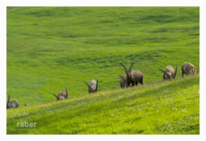 Tierfotografie: Steinböcke in Pontresina, Kanton Graubünden