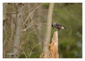 Vogelfotografie: Ein Tannenhäher im Wald
