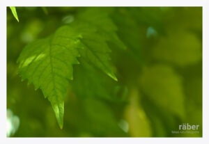 Pflanzen-Fotografie: Blätter einer Trompetenblume im Herbst 2025