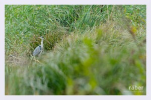 Tierfotografie: Fischreiher an einem Weiher