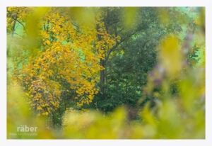 Landschaftsfotografie: Bäume im Herbst im Zürcher Oberland