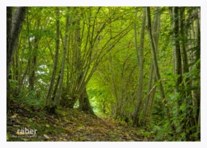 Waldfotografie: Waldweg in der Veränderung