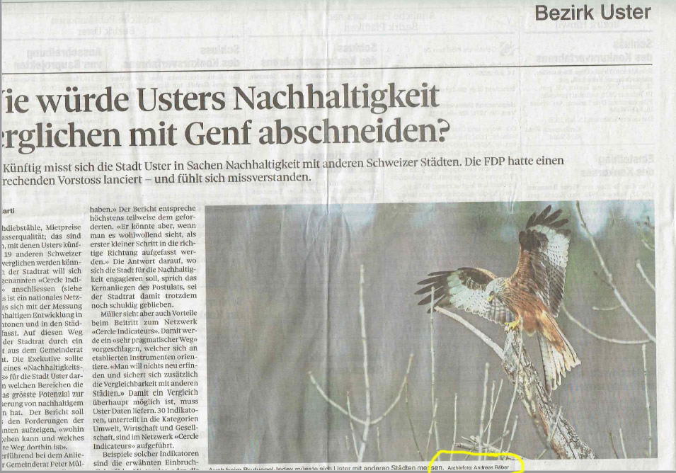 Fotoerfolge: Veröffentlichung meines Rotmilans im Zürcher Oberländer