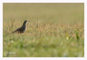 Vogelfotografie - Singdrossel auf der Waldwiese