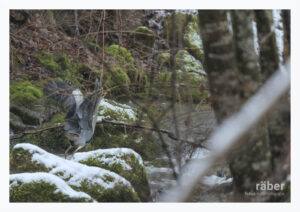 Vogelfotografie: Startender Fischreiher
