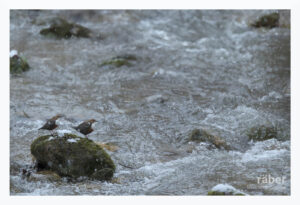 Vogelfotografie: Wasseramsel-Paar im Zürcher Oberland