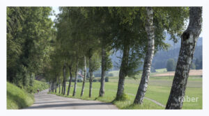 Landschaftsfotografie: Baumallee im Zürcher Oberland