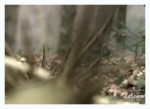 Waldfotografie: Entdecken. Wahrnehmen. Festhalten.