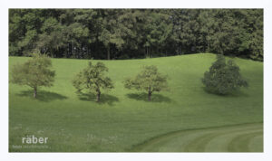 Baumfotografie: Bäume mit Schatten um die Mittagszeit