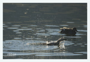 Vogelfotografie: Zwei Schnatterenten früh am Morgen. Das Weibchen wäscht sich, nach dem Paarungsakt.