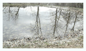 Naturfotografie: Bäume, die sich in einem Weiher spiegeln