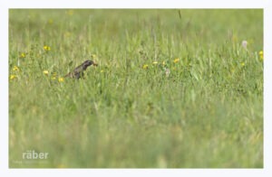 Vogelfotografie: Star nach erfolgreicher Jagd