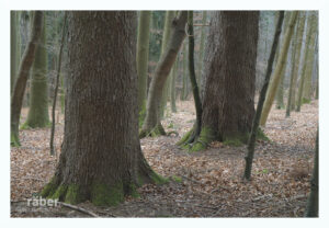 Waldfotografie: Schräge Bäume im Frühjahr 2026