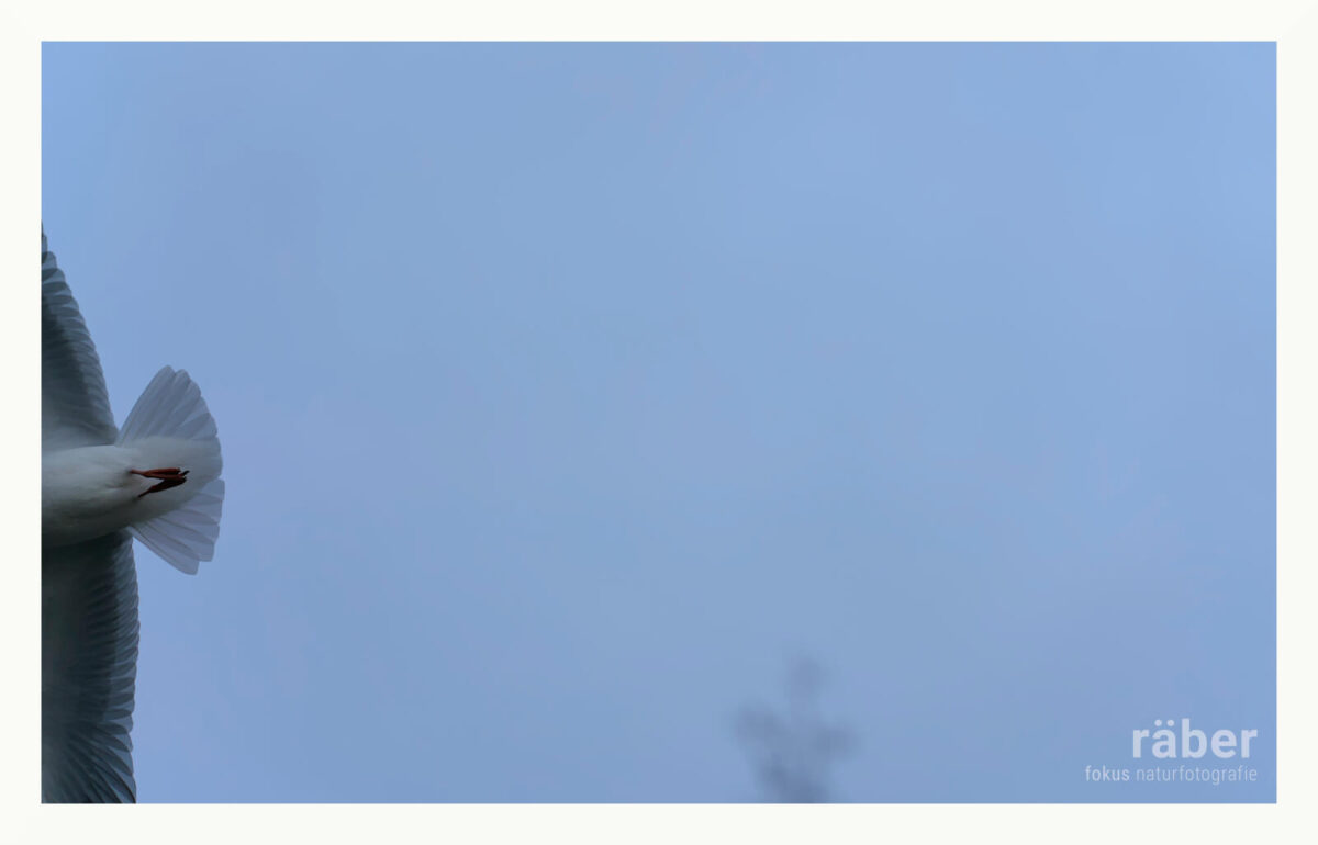 Die vollendete Geschichte einer Möwe